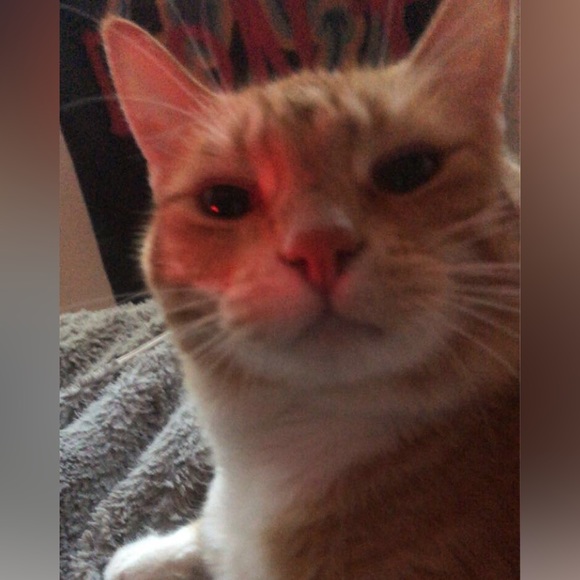 Meet your Posher, Lexi - Picture 1 of 1